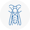 Clapham Common Wasp Nest Removal